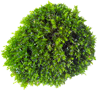 Lichen design végétal